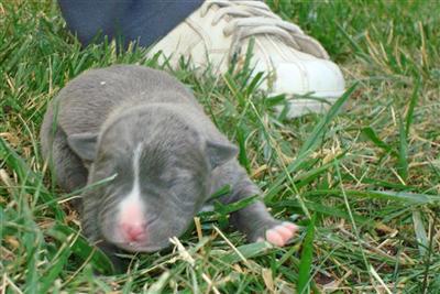 American Pit Bull Puppies for Sale